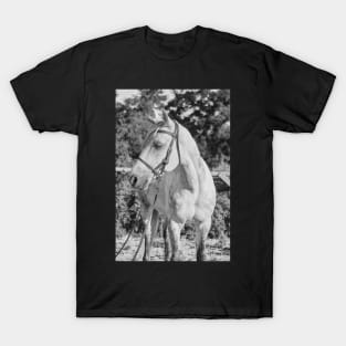 Beautiful Quiete White Horse T-Shirt